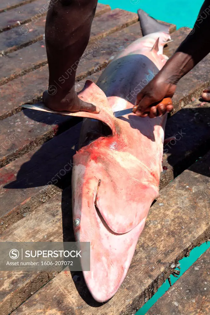 Western Africa,Republic of Cape Verde, Sal island. Santa Maria. Man cutting okk shark fin on the jetty.