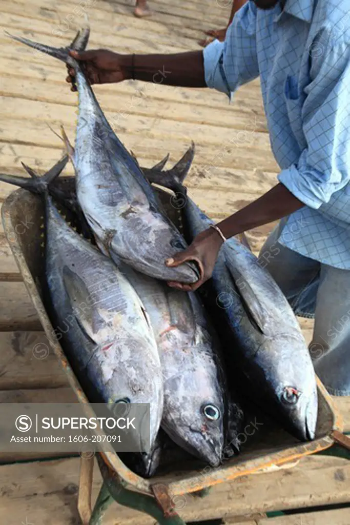 Western Africa,Republic of Cape Verde, Sal island. Santa Maria. Tuna-fishs on the jetty.