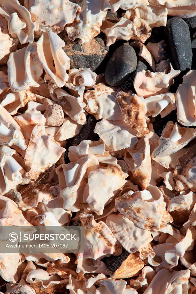 Western Africa,Republic of Cape Verde, Sal island. Santa Maria. Broken shells.