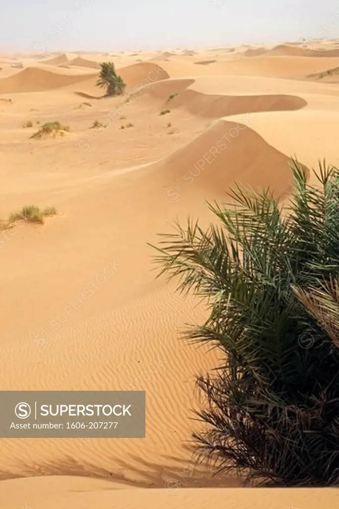Africa, Morocco, erg Chebbi desert, sand dune