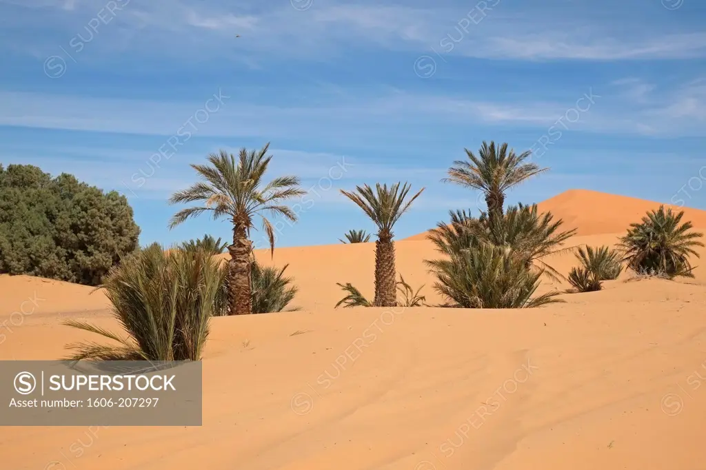 Africa, Morocco, erg Chebbi desert, sand dunes and palm trees.
