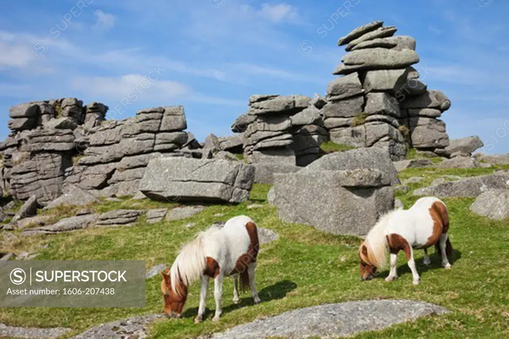 England,Devon,Dartmoor,Ponies at Great Staple Tor