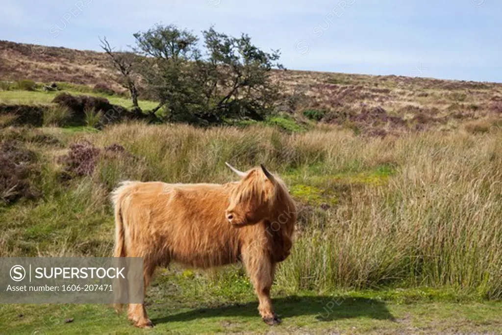 England,Devon,Dartmoor,Highland Cattle