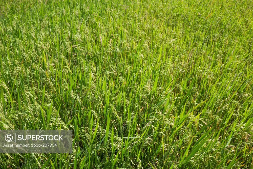 Vietnam,Mui Ne,Rice Field