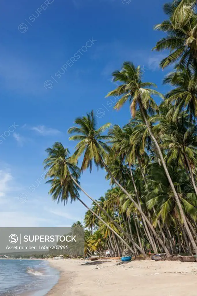Vietnam,Mui Ne,Mui Ne Beach,Palm Trees