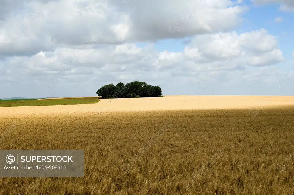 France, Wheatfield before the harvest