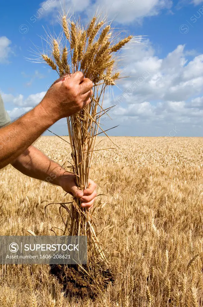 France, Two hands holding a sheaf of wheat