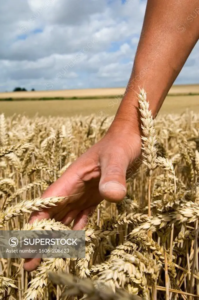France, hand of a cereal farmer in a wheatfield