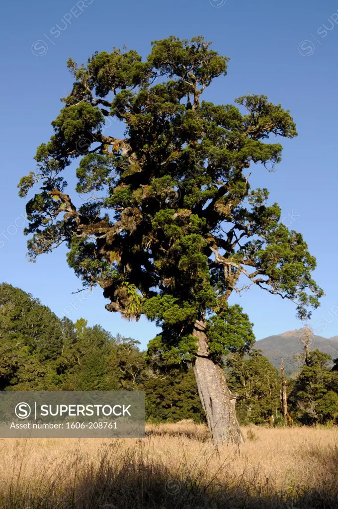 NEW ZEALAND South Island Wescoast region PAPAROA Park a magnificent tree covered by lichen  Dacrycarpus dacrydioides