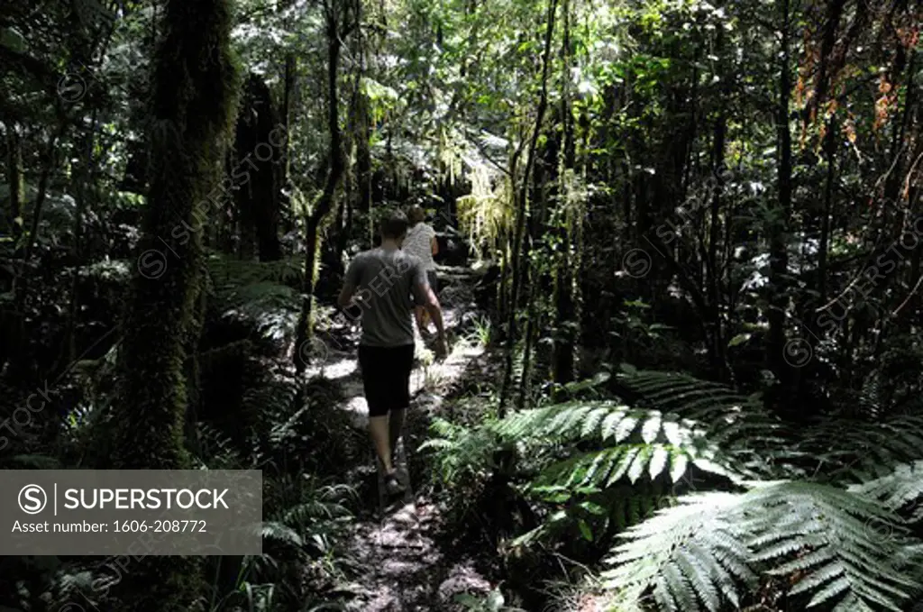 NEW ZEALAND South Island  Marlborough region 2 people are walking through a humid lush original forest
