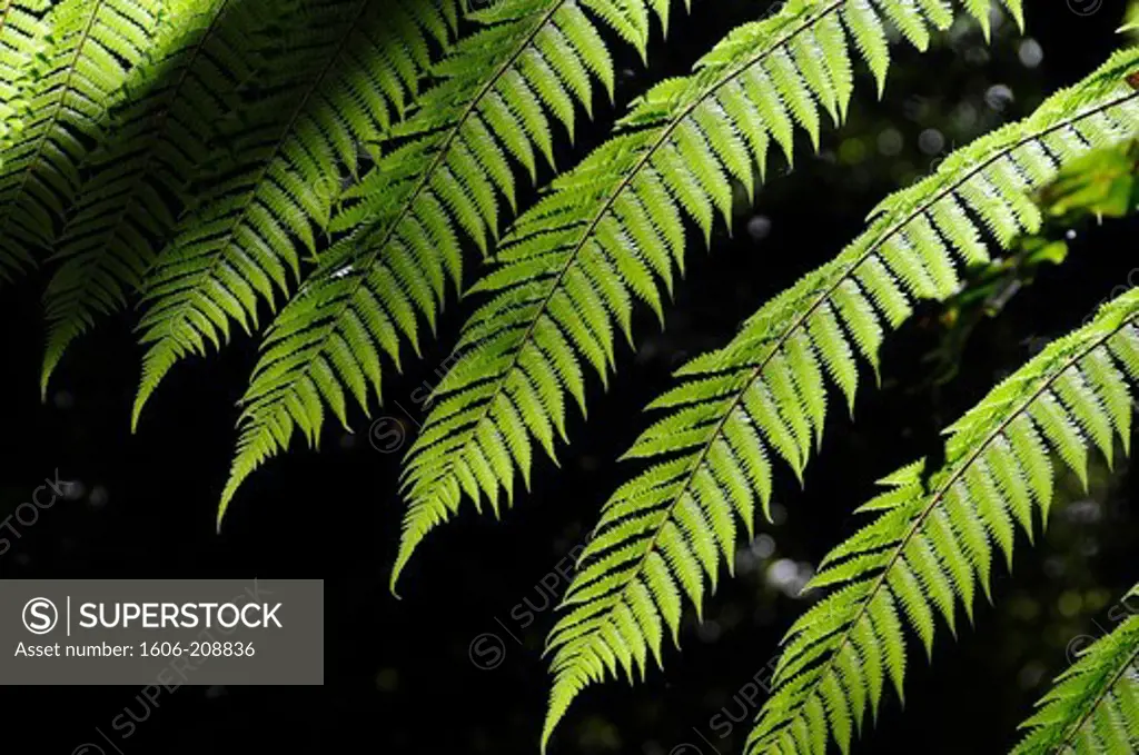 NEW ZEALAND the leaves of a  tree furn  Cyathea Medularis
