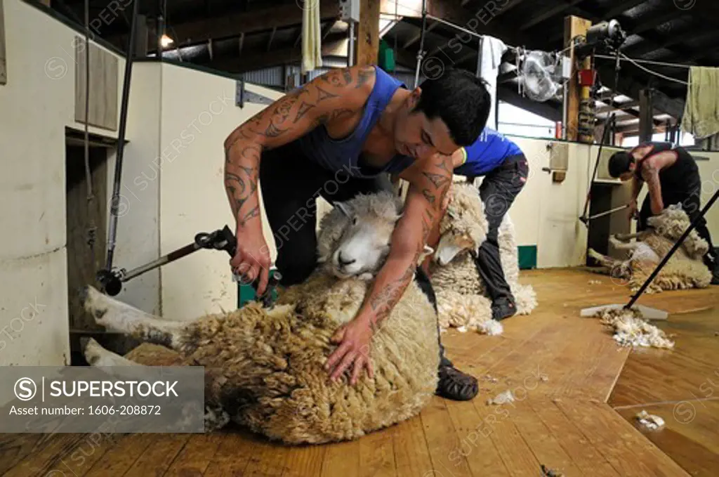 NEW ZEALAND NORTH ISLAND 2 maoris with tatooed arms are shearing sheep