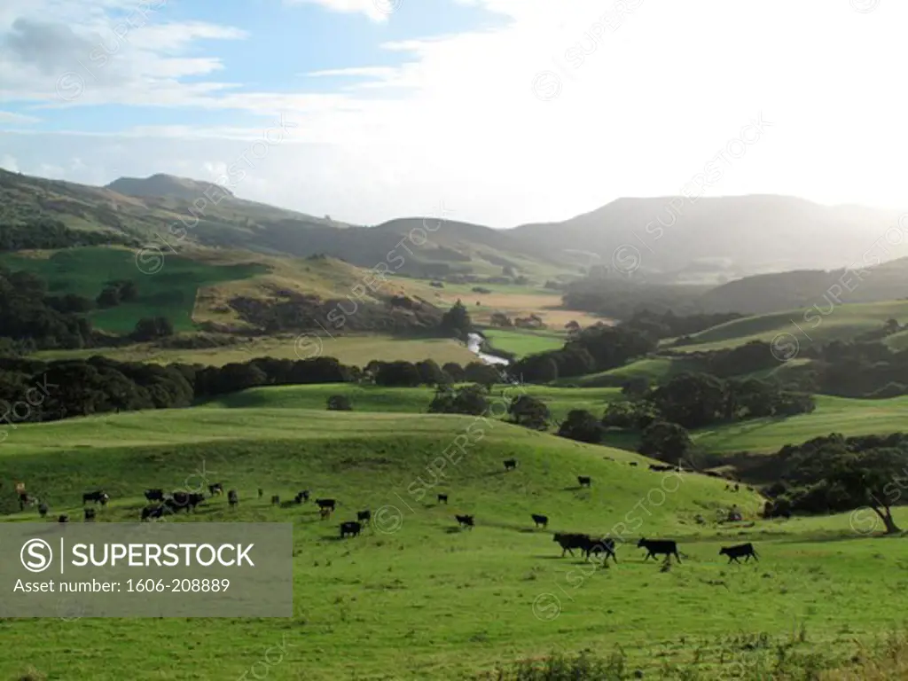 NEW ZEALAND South ISLAND SOUTHLANd country Catlins some cows in a very green pastoral landscape