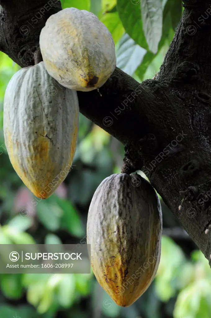 TOGO cocoa seeds on the tree