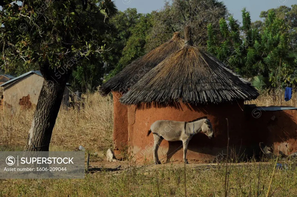TOGO Tamberma country a little grey donkey is staying in front of red mud huts