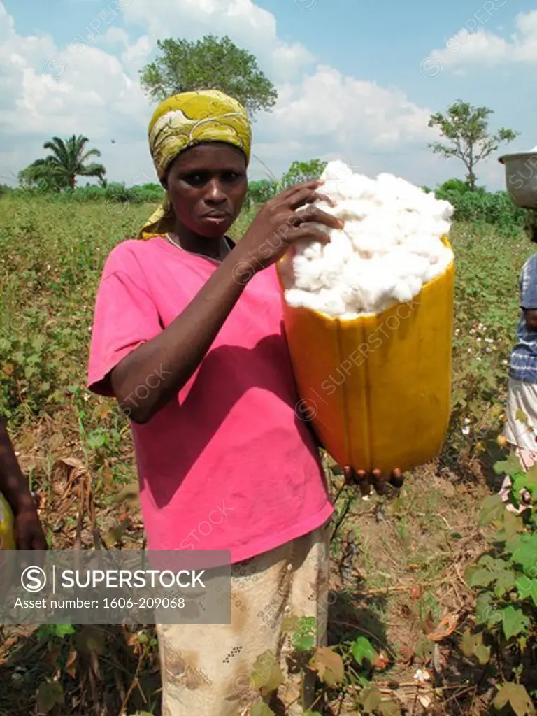 TOGO AKTAPAMÉ area a woman is harvesting the cotton
