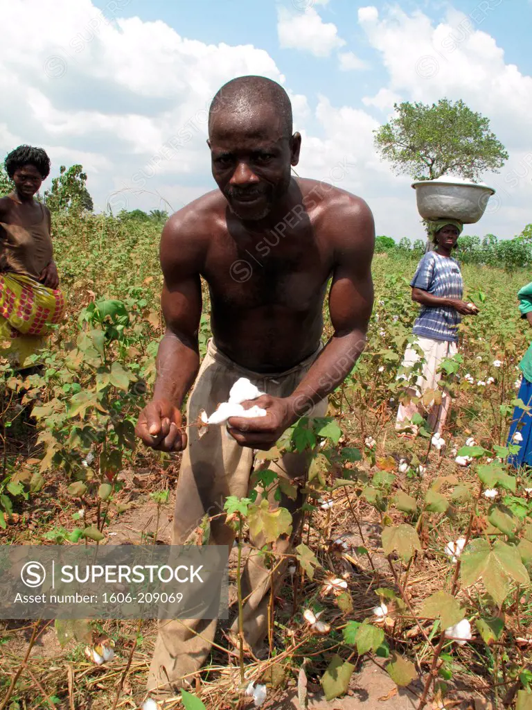 / TOGO AKTAPAMÉ area a half naked man is harvesting the cotton