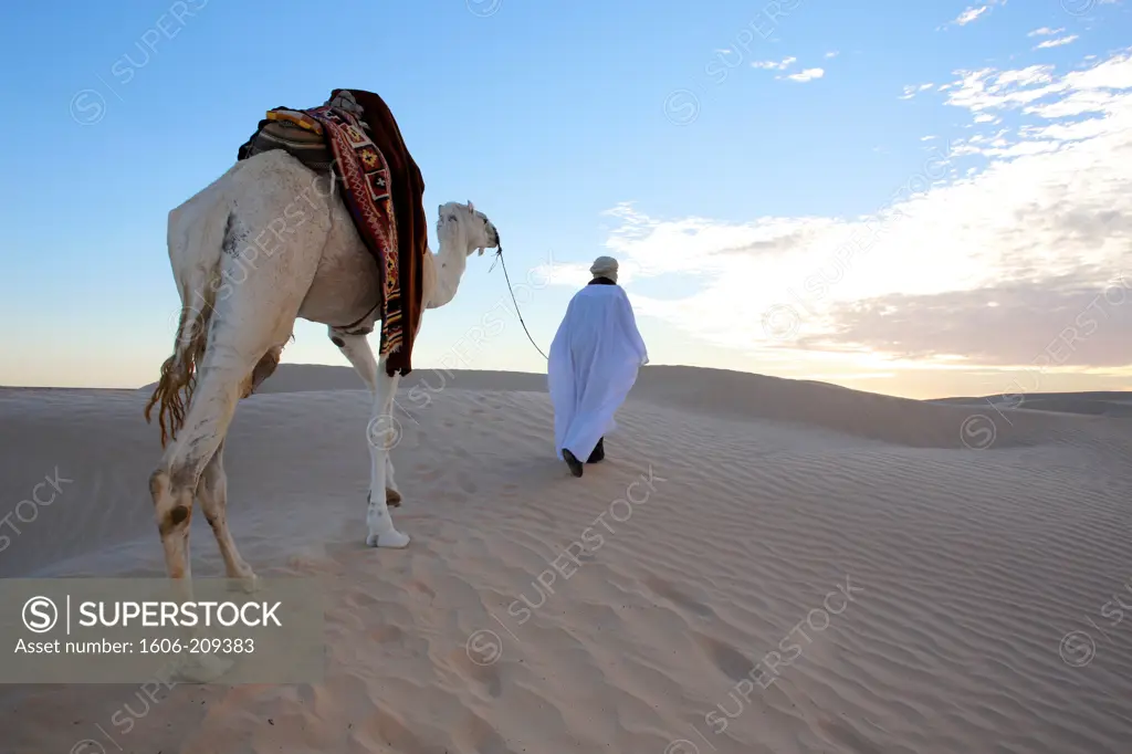 Africa, Tunisia,Beduin walking in the Sahara with a mehari dromedary Tunisia.