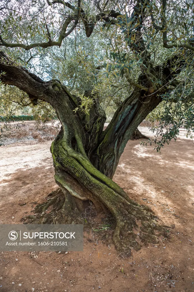 Spain, Catalunya Region, Ulldecona City, Millenary Olive tree