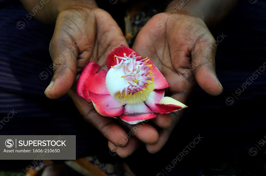 A flower in hands in  Mysore,Karnataka state,South India,Asia