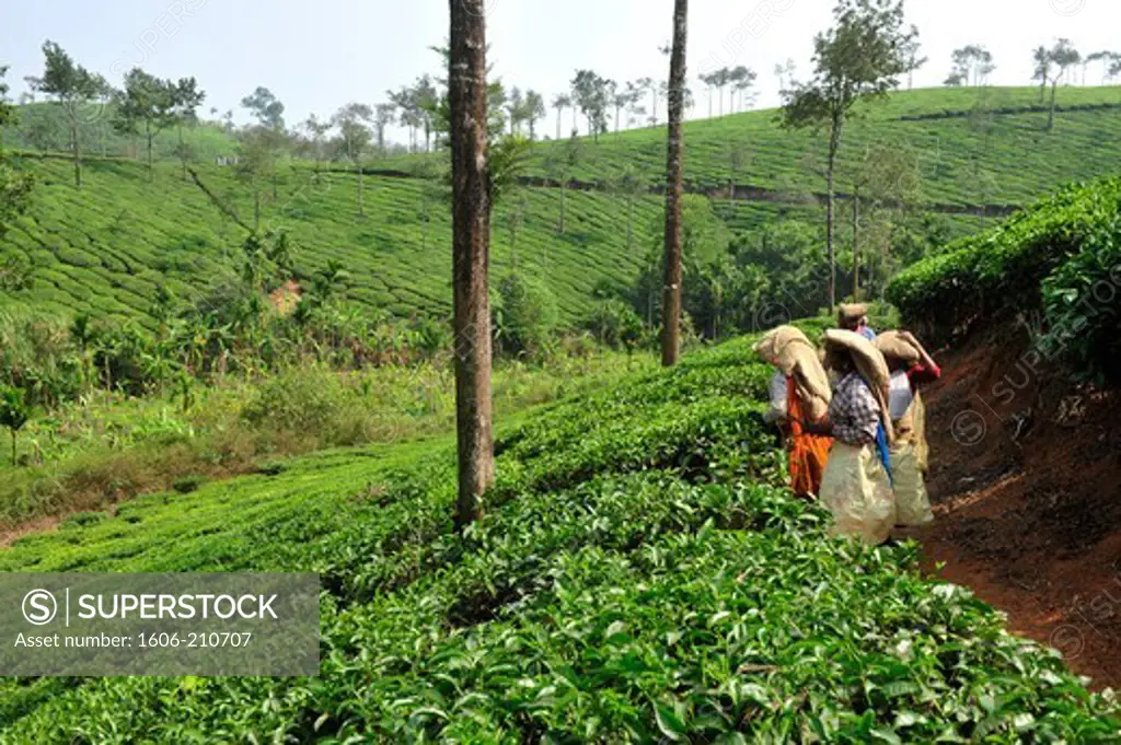 Tea plantation in Wayanad District,North-East of Kerala,South India,Asia