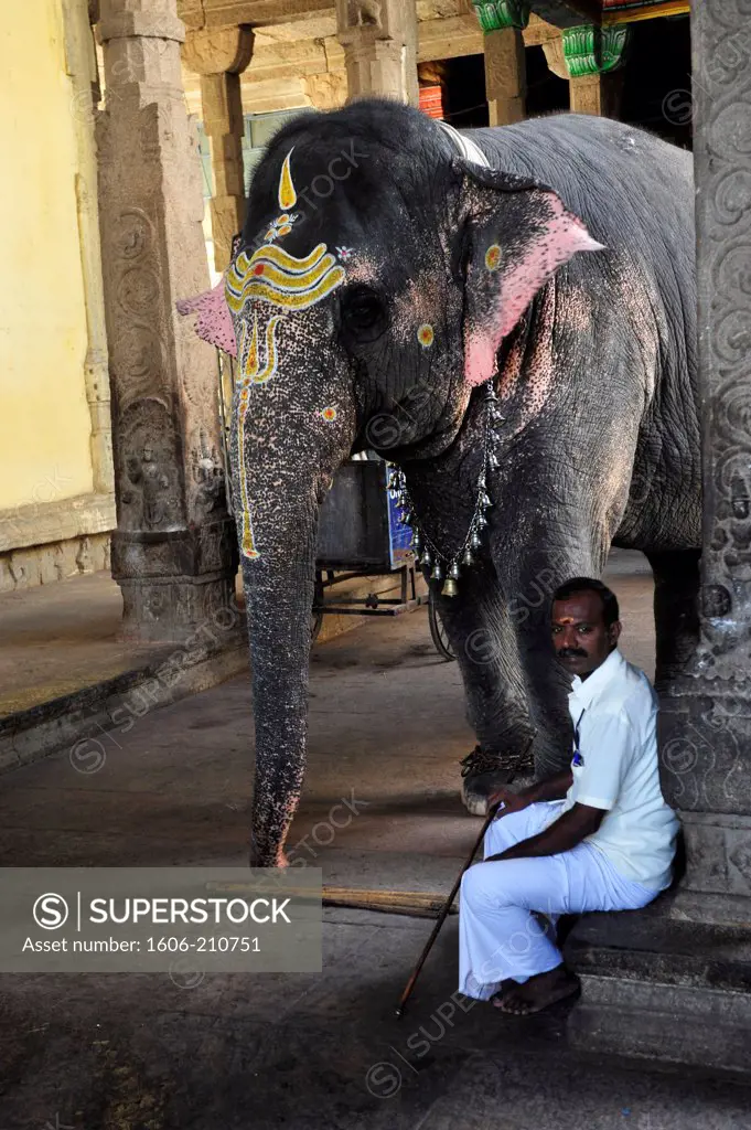 Holy elephant at the Meenakshi temple in Madurai,Tamil Nadu,South India,Asia
