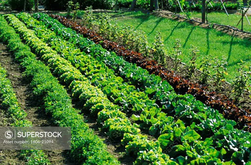 Vegetable garden, salads
