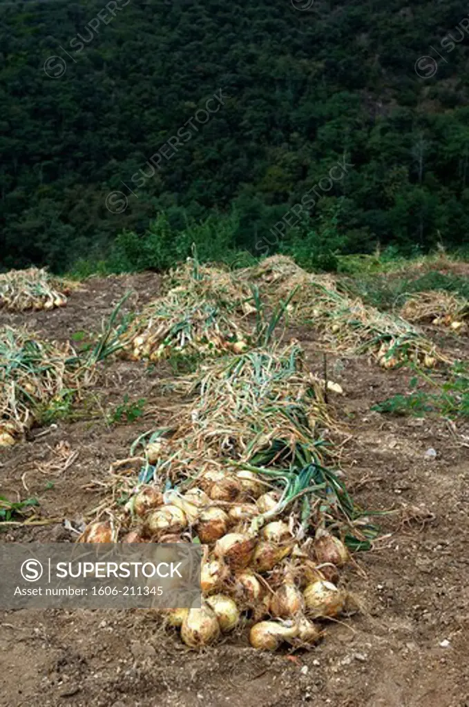 France, Cévennes, onions snatched in a field during the harvest