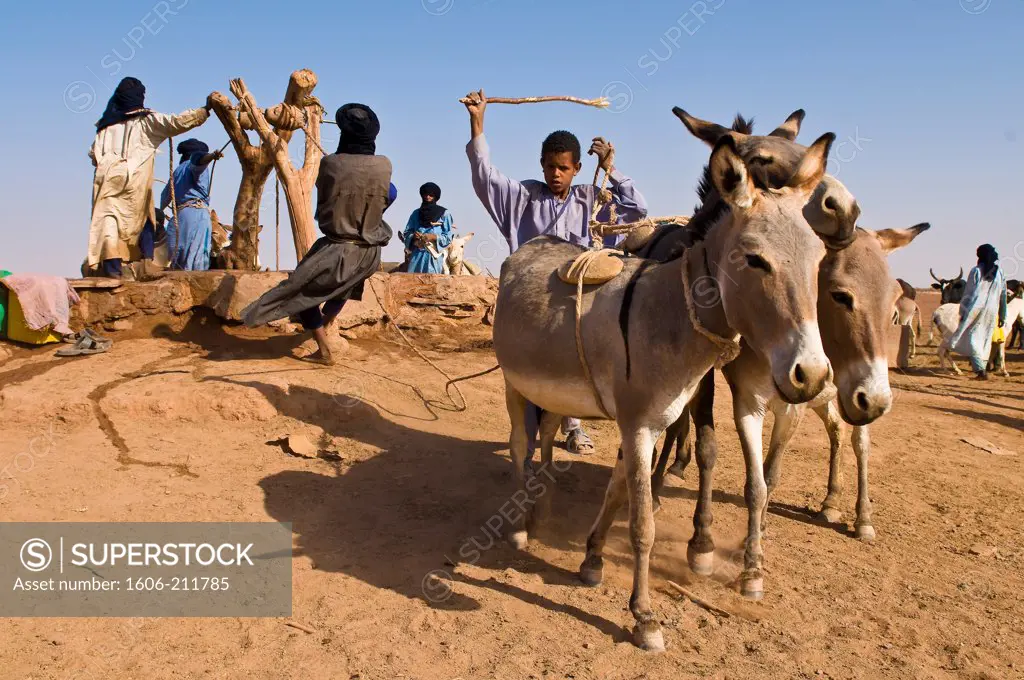 West Africa, Niger, Agadez Province, Sahara desert, Tiguidit cliffs, a boy leads the donkeys to pull out the water of the well