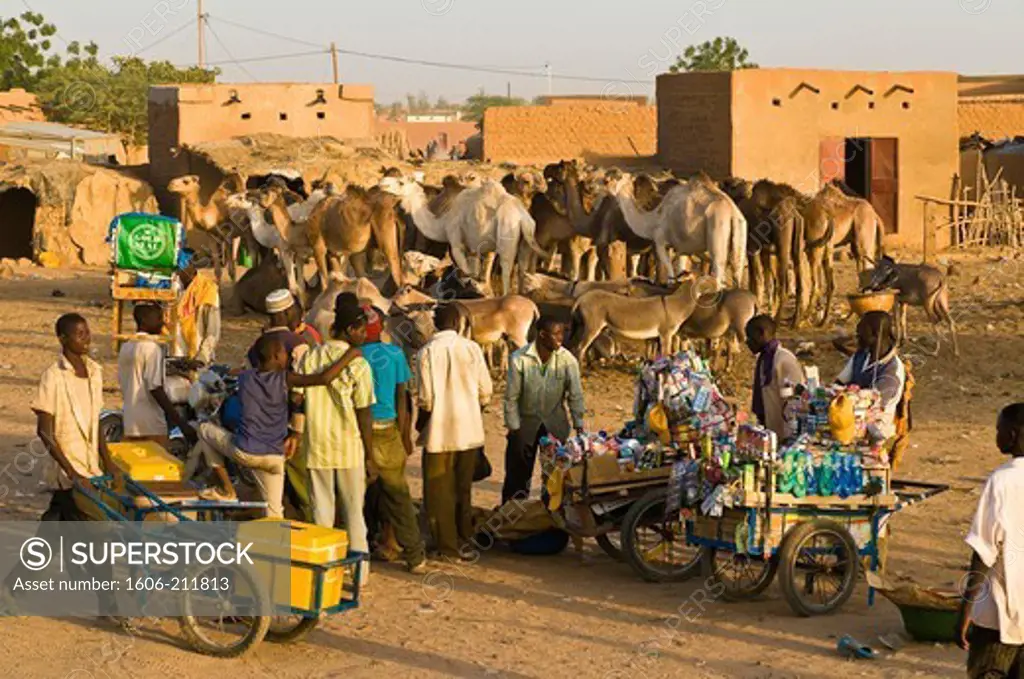 West Africa, Niger, Agadez Province, Agadez, cattle market