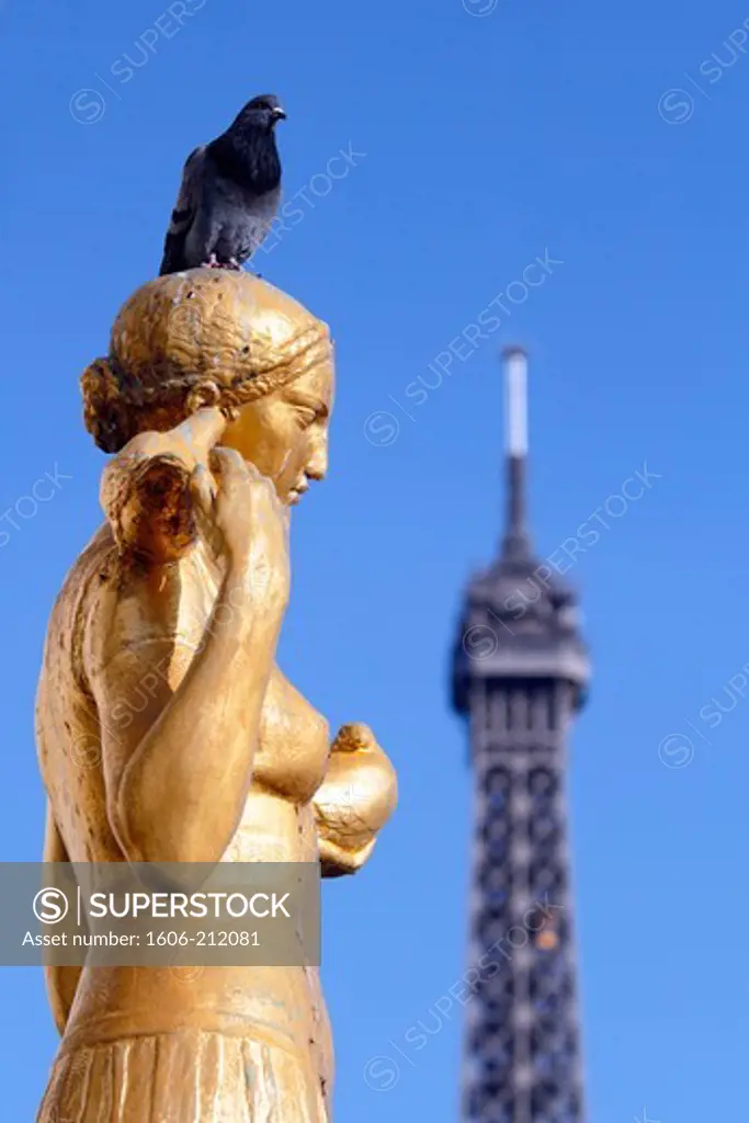 France, Paris, 16th arrondissement Trocadero, the Palais de Chaillot. Pigeon on a statue. Eiffel Tower.