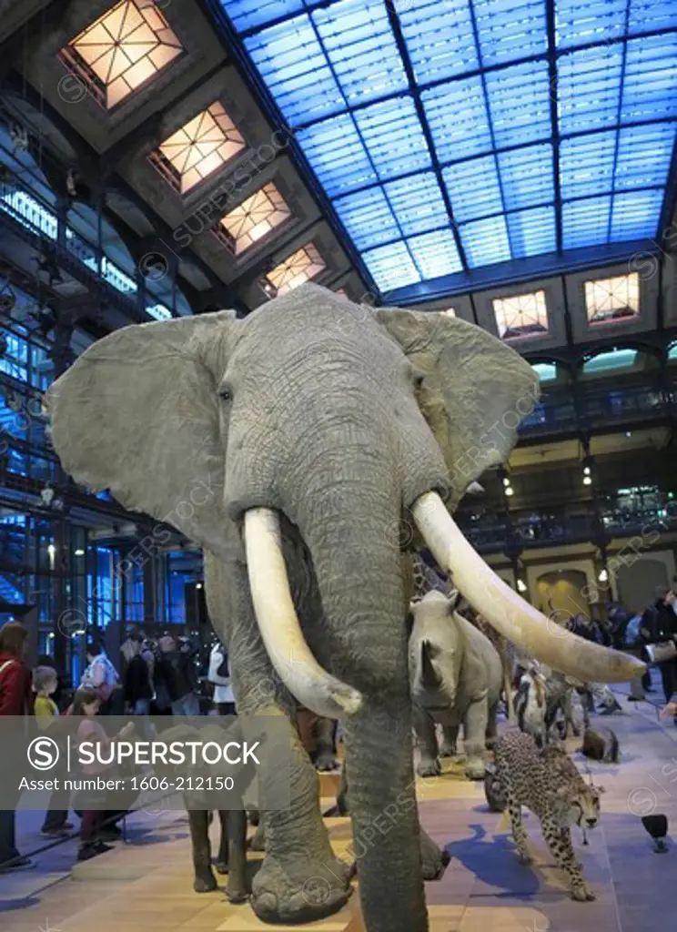 France, Paris, 5th arr. Natural History Museum, Great Gallery of Evolution, wild animals