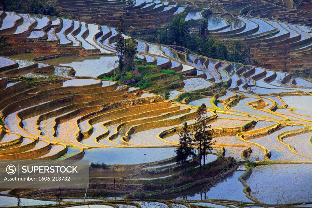 Asia,China, Yunnan, Yuanyang, rice terraces,