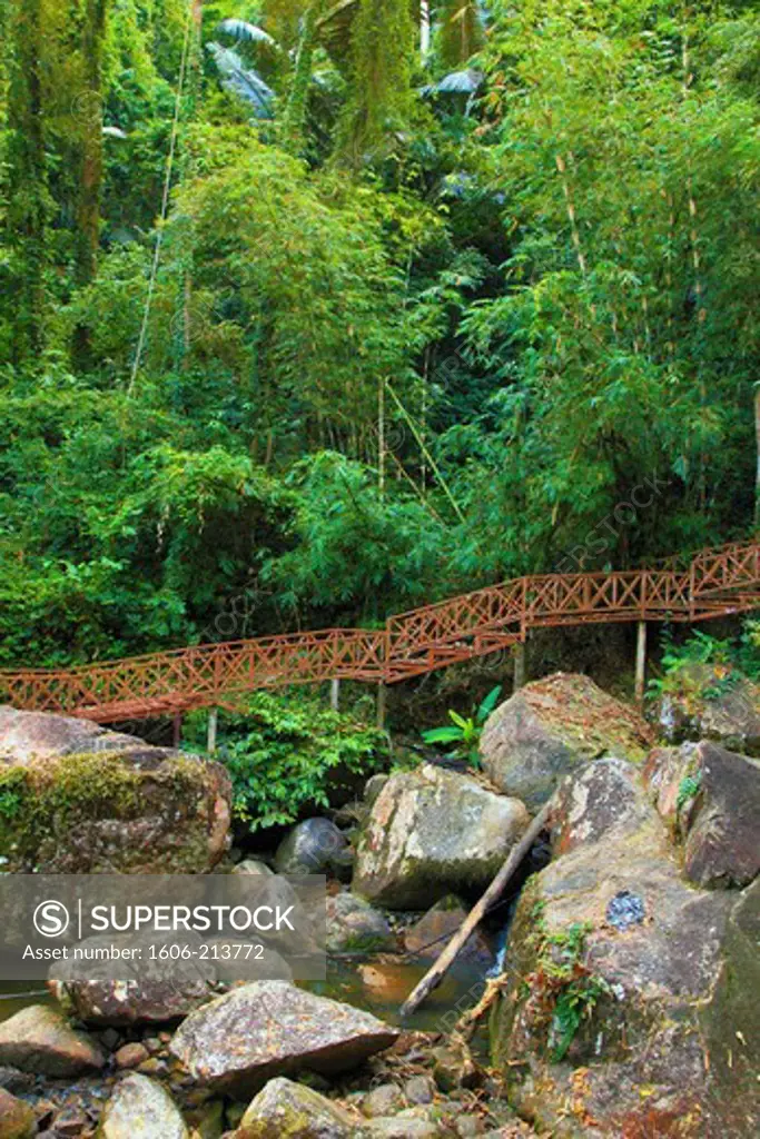 Asia,Malaysia, Kedah, Langkawi Island, tropical rain forest, trees,