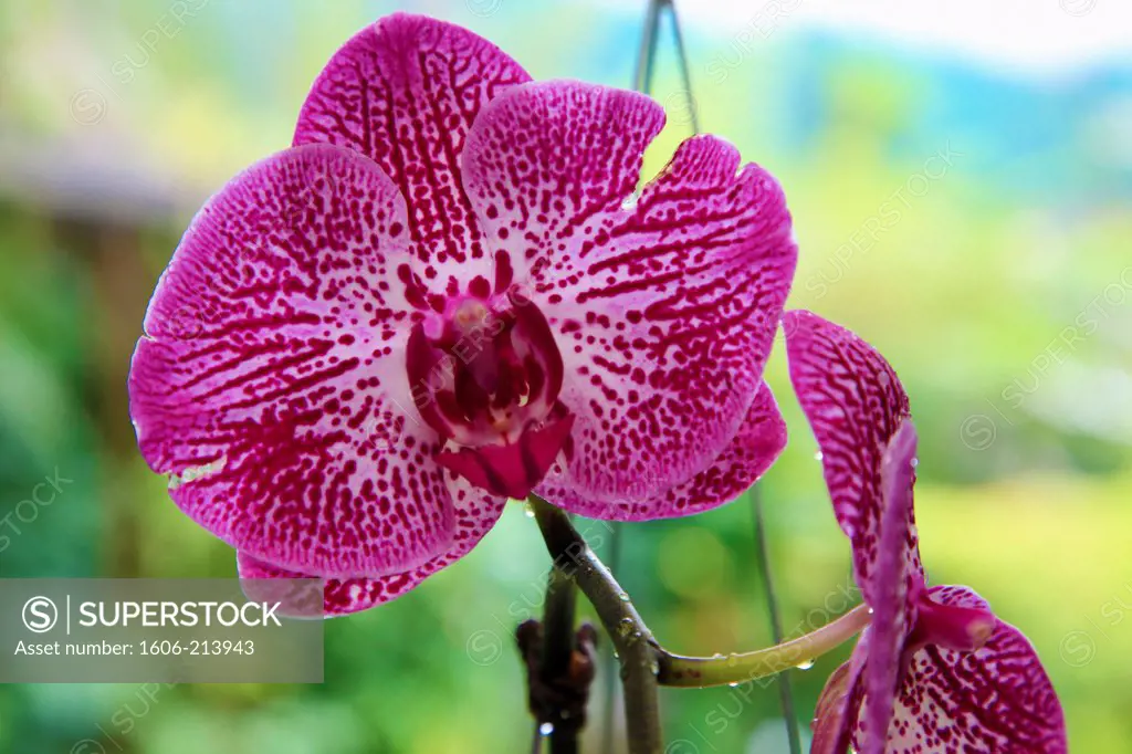 Asia,Malaysia, Kuala Lumpur, Lake Gardens, Orchid Garden, orchideas, flowers,