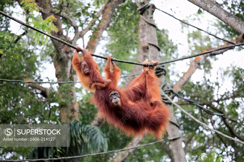 Asia, Singapore,Orangutan, pongo pygmaeus, Singapore Zoo,