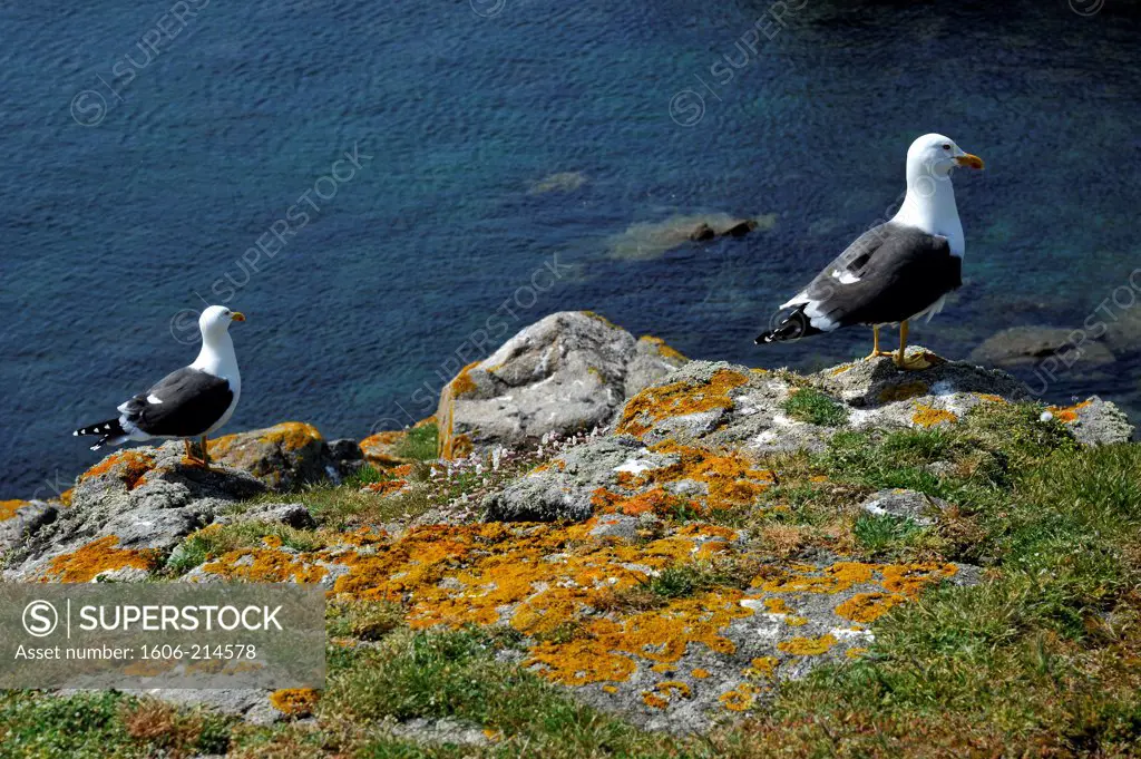 France, Vendée, Yeu island, brown gulls on the wild coast near the Old Castle.