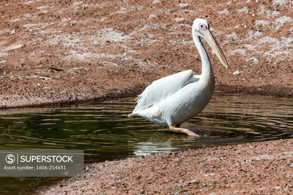 Morocco, Rabat, Zoo, pelican.