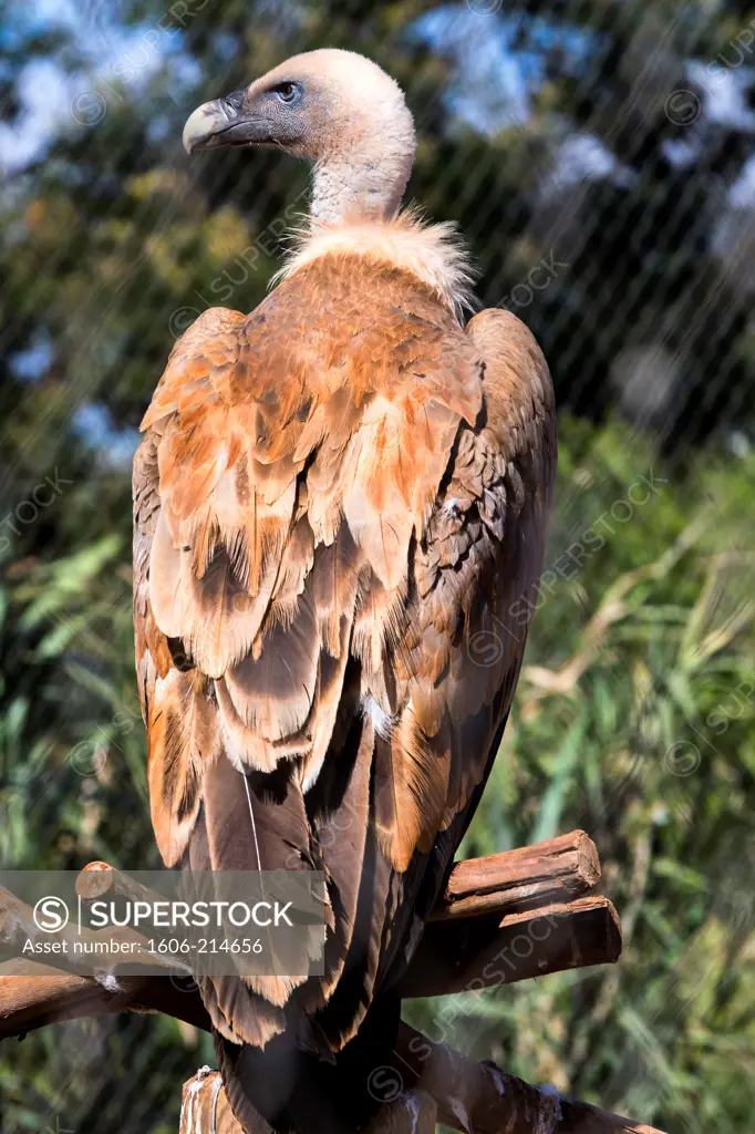Morocco, Rabat, Zoo, griffon vulture, rear view.