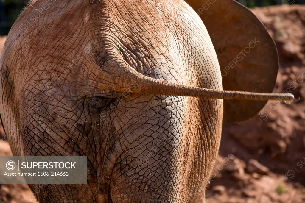 Morocco, Rabat, Zoo, elephant bottom