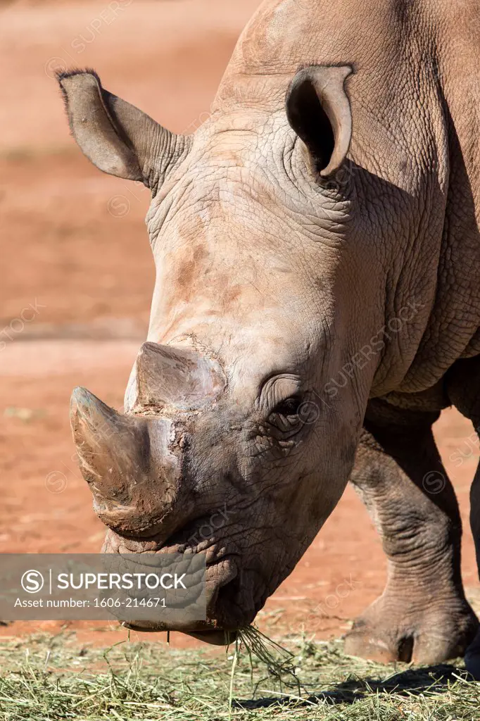 Morocco, Rabat, Zoo, rhinoceros.