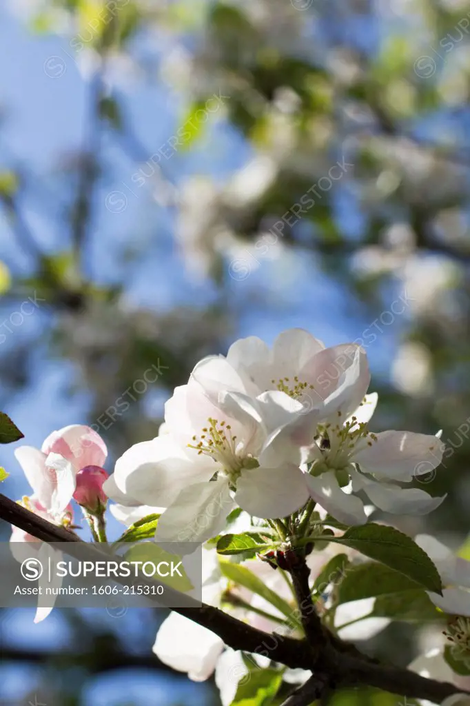 flowers on an apple tree.