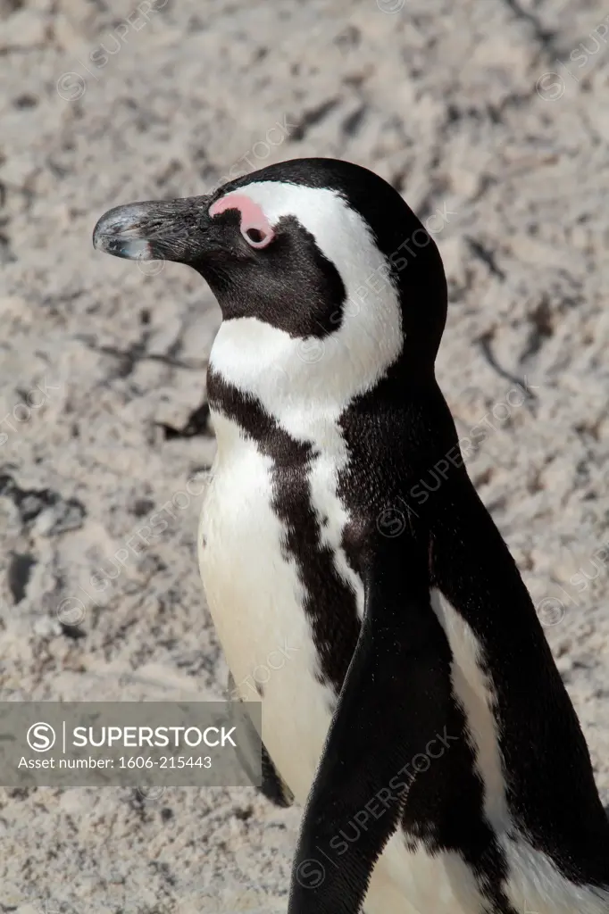 South Africa, Cape peninsula, Simon's Town, Boulders Beach. Jackass penguin.