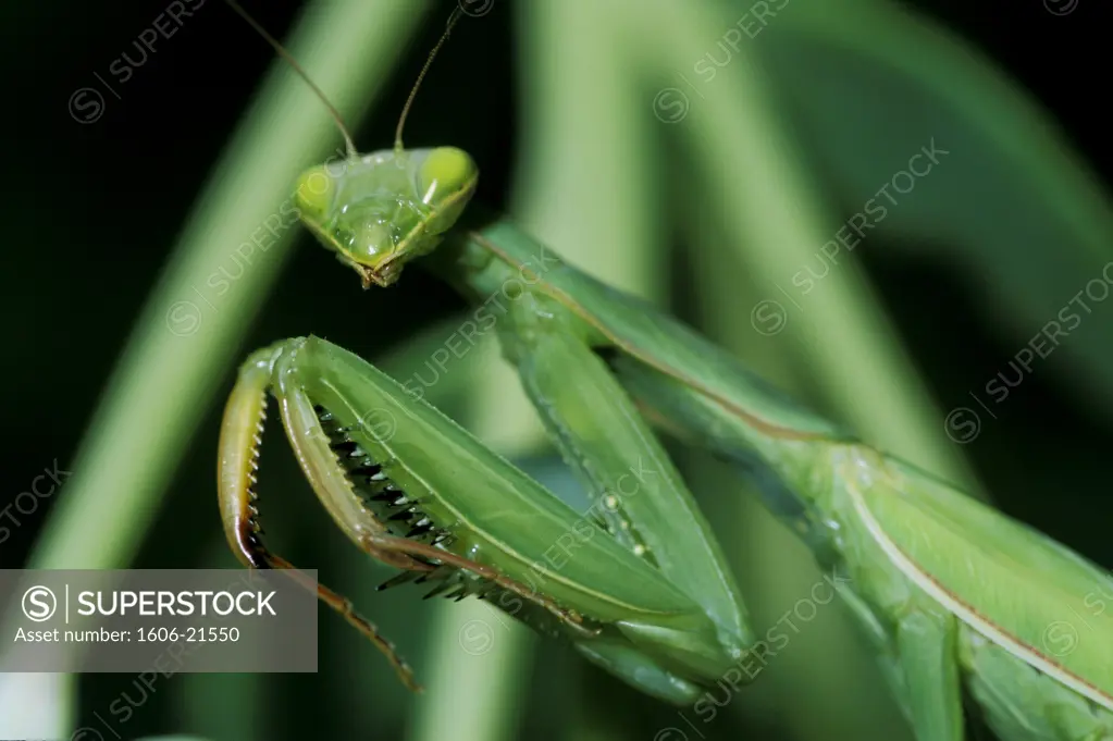 Praying mantis, close-up, oudoors