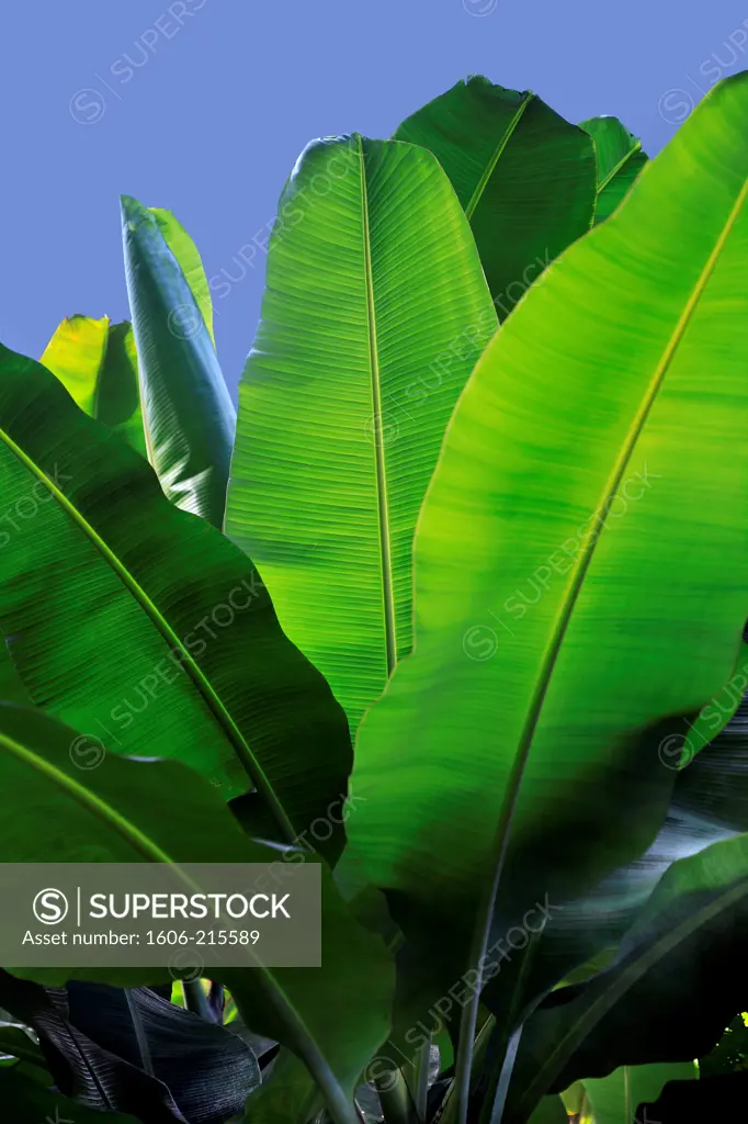 Dominica, Caribbean, West Indies, farming, banana tree.