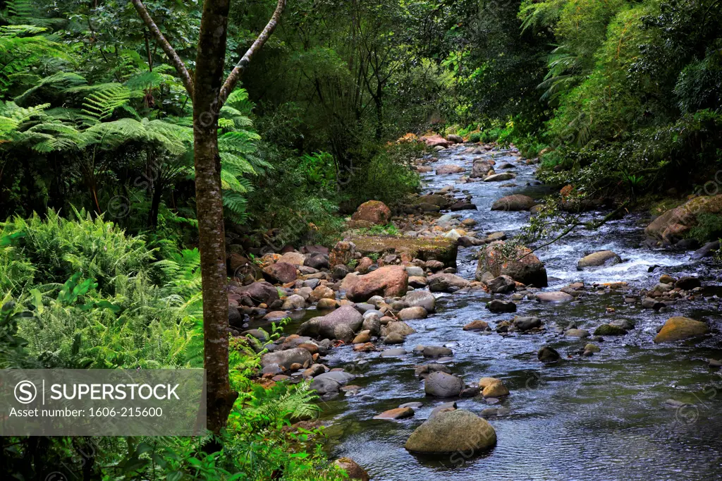 Dominica, Caribbean, West Indies, river