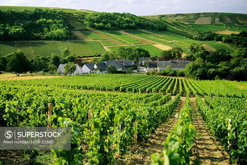 France, Centre, Cher, Sancerre vineyards