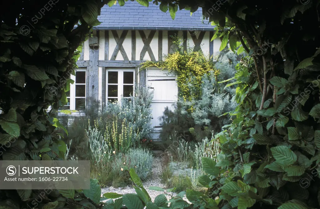 Normandie, détail facade d'une maison à colombages vue d'une haie en charmille, jardin