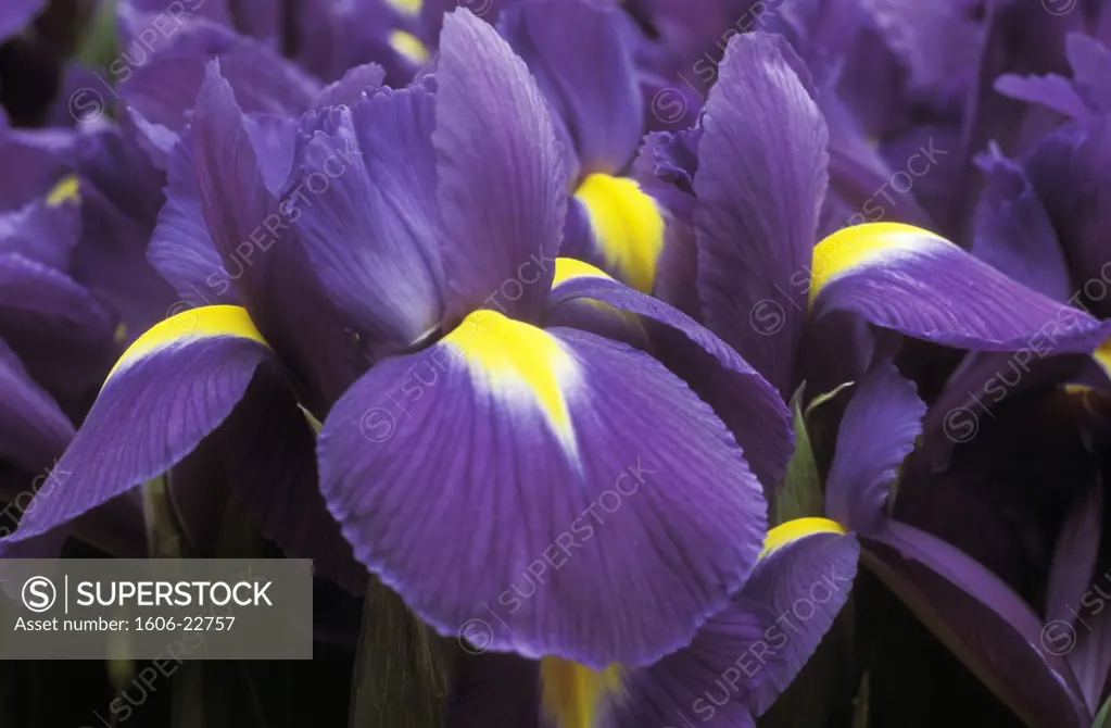 Gros plan sur iris violets