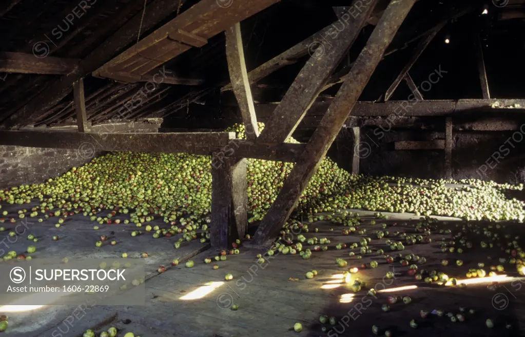 14. Beaumont en Auge, tas de pommes dans grenier